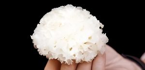 什么是有机本草银耳? 配图 03